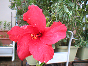 ハイビスカスの花 ハイビスカスの花